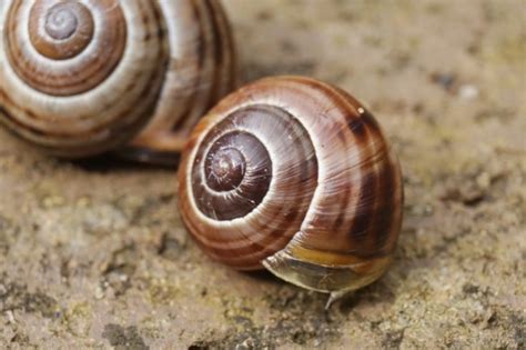  Umbrella Snail 牠們的殼像雨傘，也像一間奇妙的小房子！